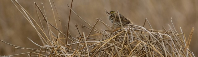 Savannah Sparrow - ML619674052