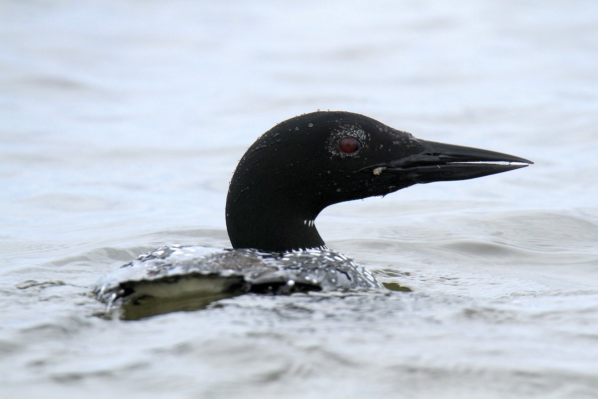 Common Loon - ML619674072