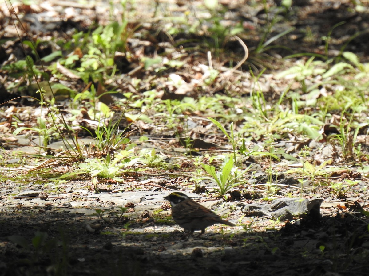 Yellow-browed Bunting - ML619674091