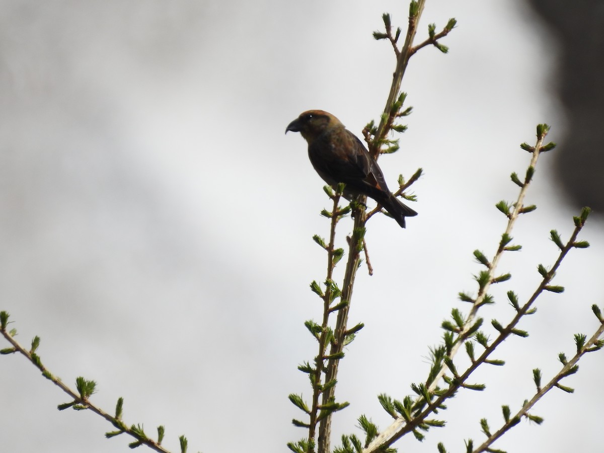 Red Crossbill - ML619674111