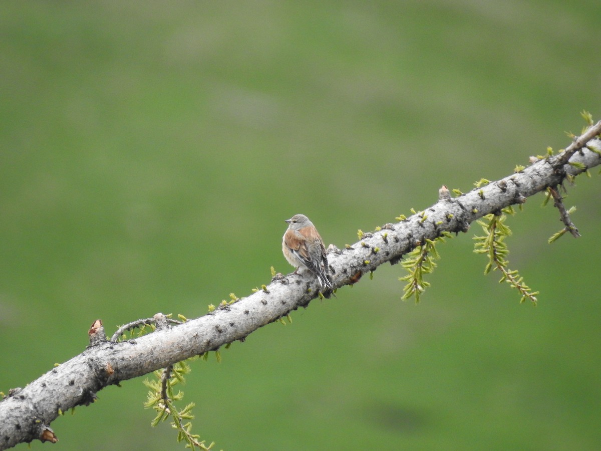 Eurasian Linnet - ML619674114