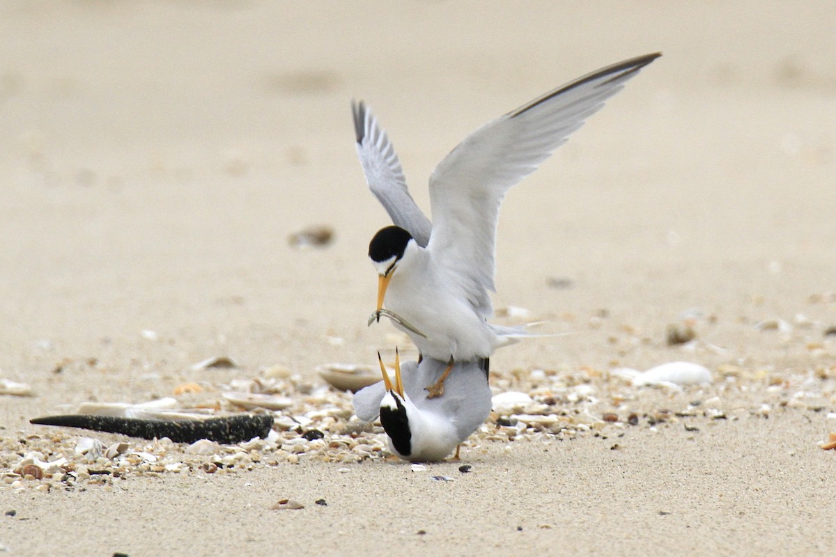 Least Tern - ML619674126