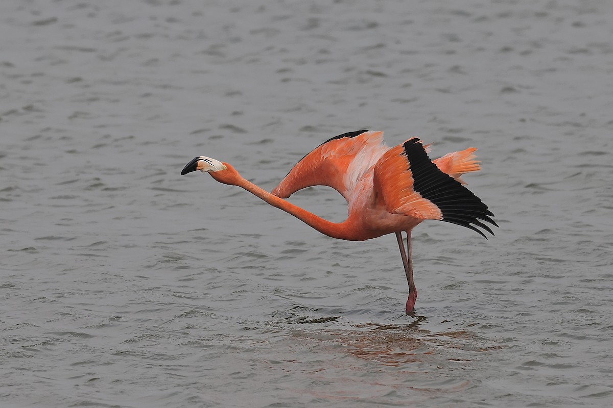 American Flamingo - Arman Moreno