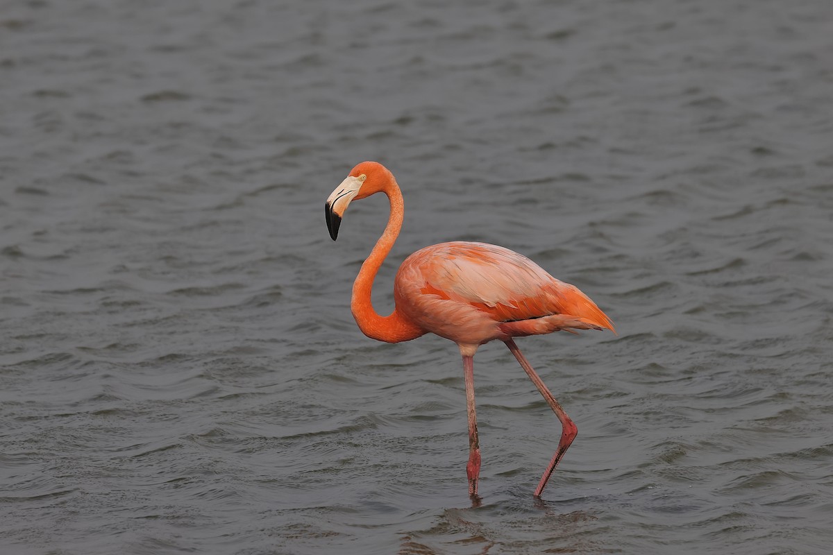 American Flamingo - ML619674135