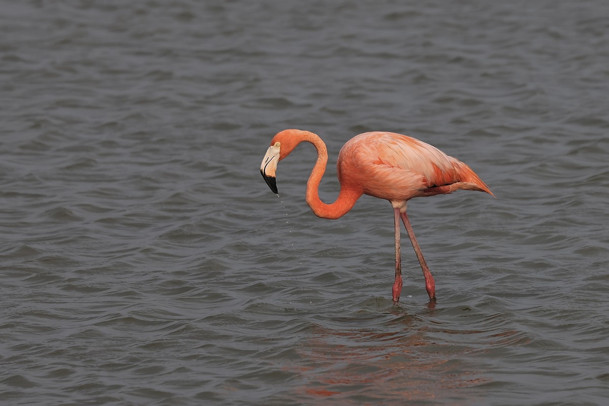 Amerika Flamingosu - ML619674136