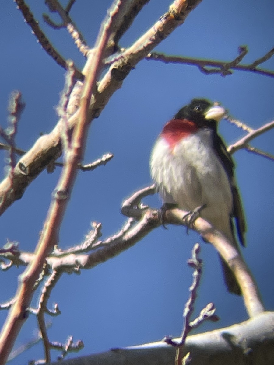 Rose-breasted Grosbeak - ML619674157