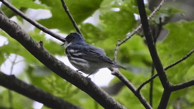 Cerulean Warbler - ML619674173