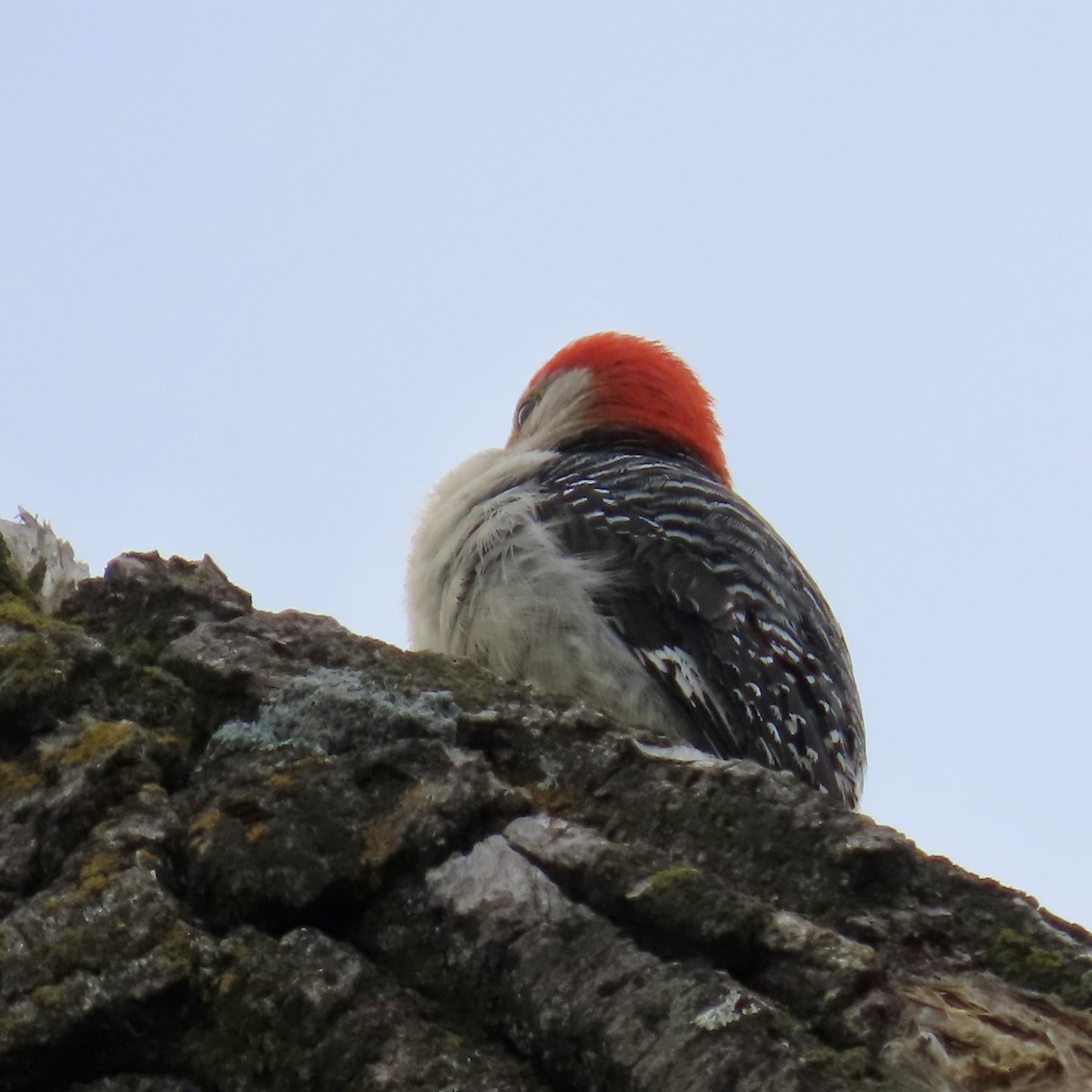 Red-bellied Woodpecker - ML619674222