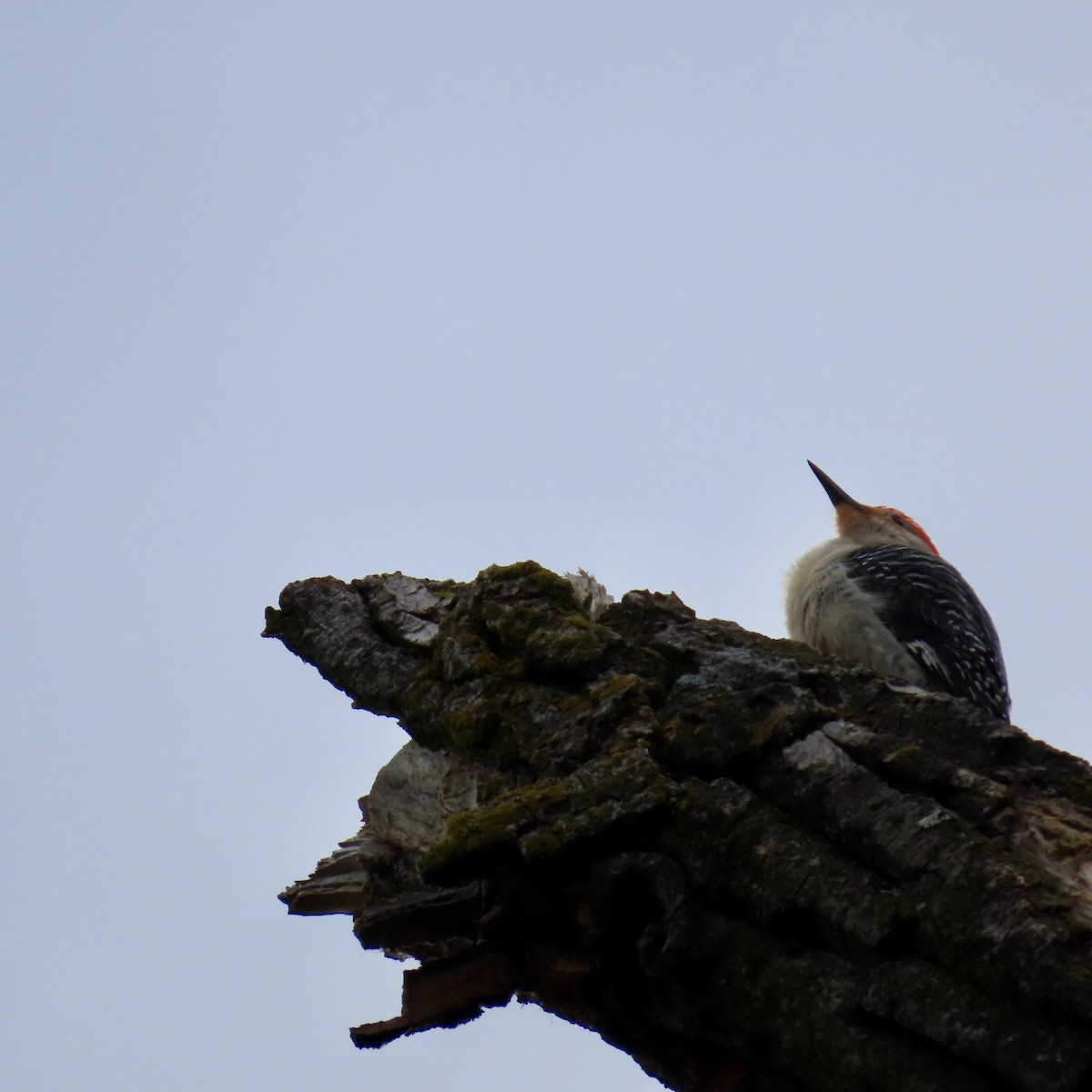 Red-bellied Woodpecker - ML619674223