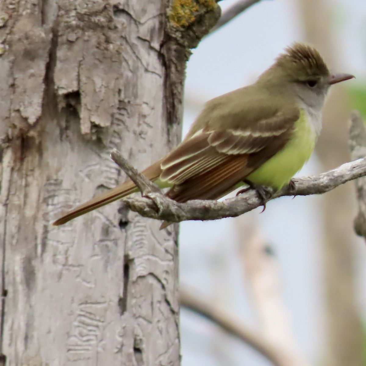 Great Crested Flycatcher - ML619674233