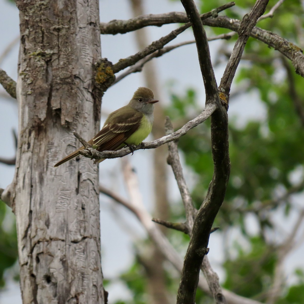 Great Crested Flycatcher - ML619674234