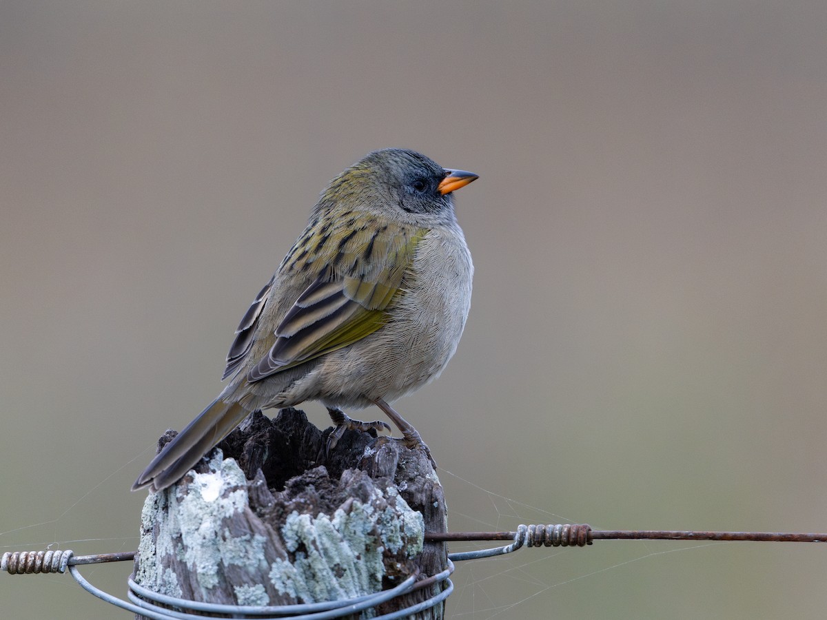 Great Pampa-Finch - ML619674237