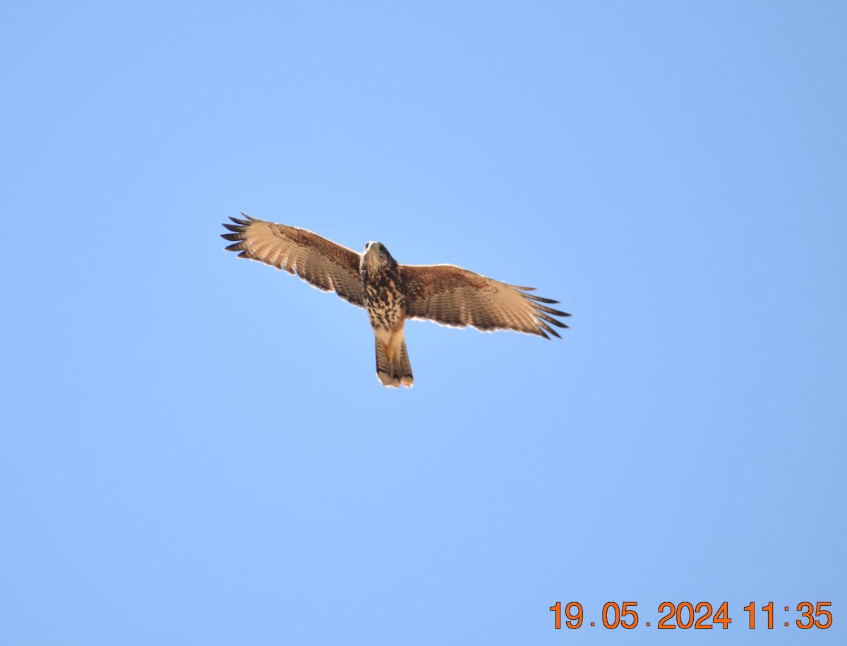 Harris's Hawk - ML619674247