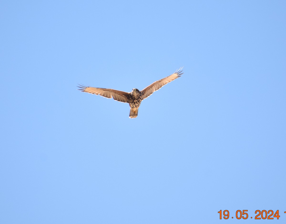 Harris's Hawk - ML619674248