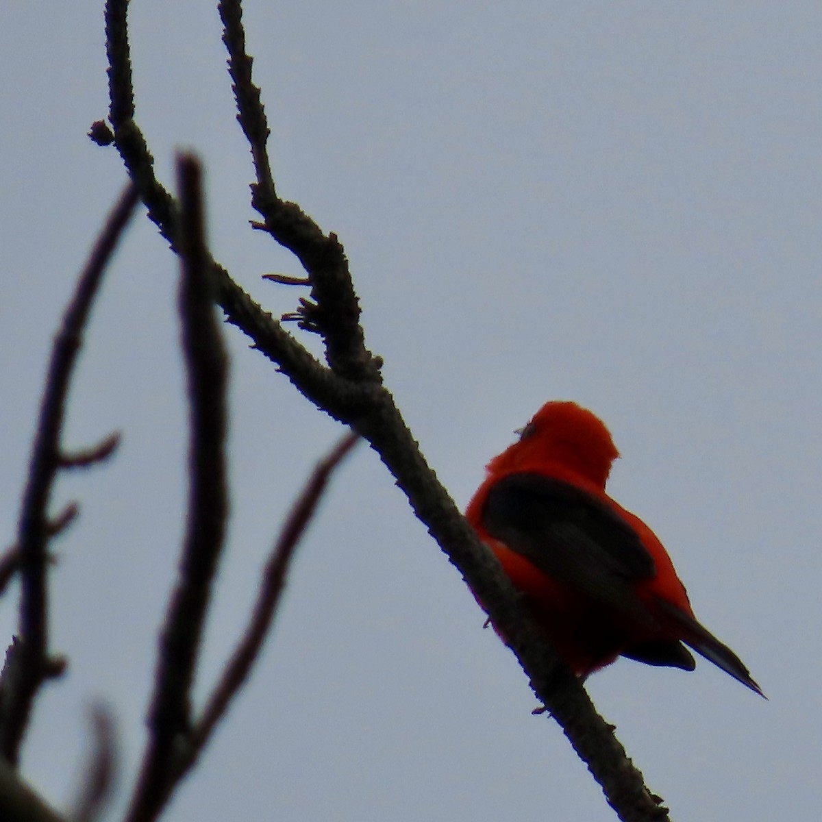 Scarlet Tanager - ML619674301