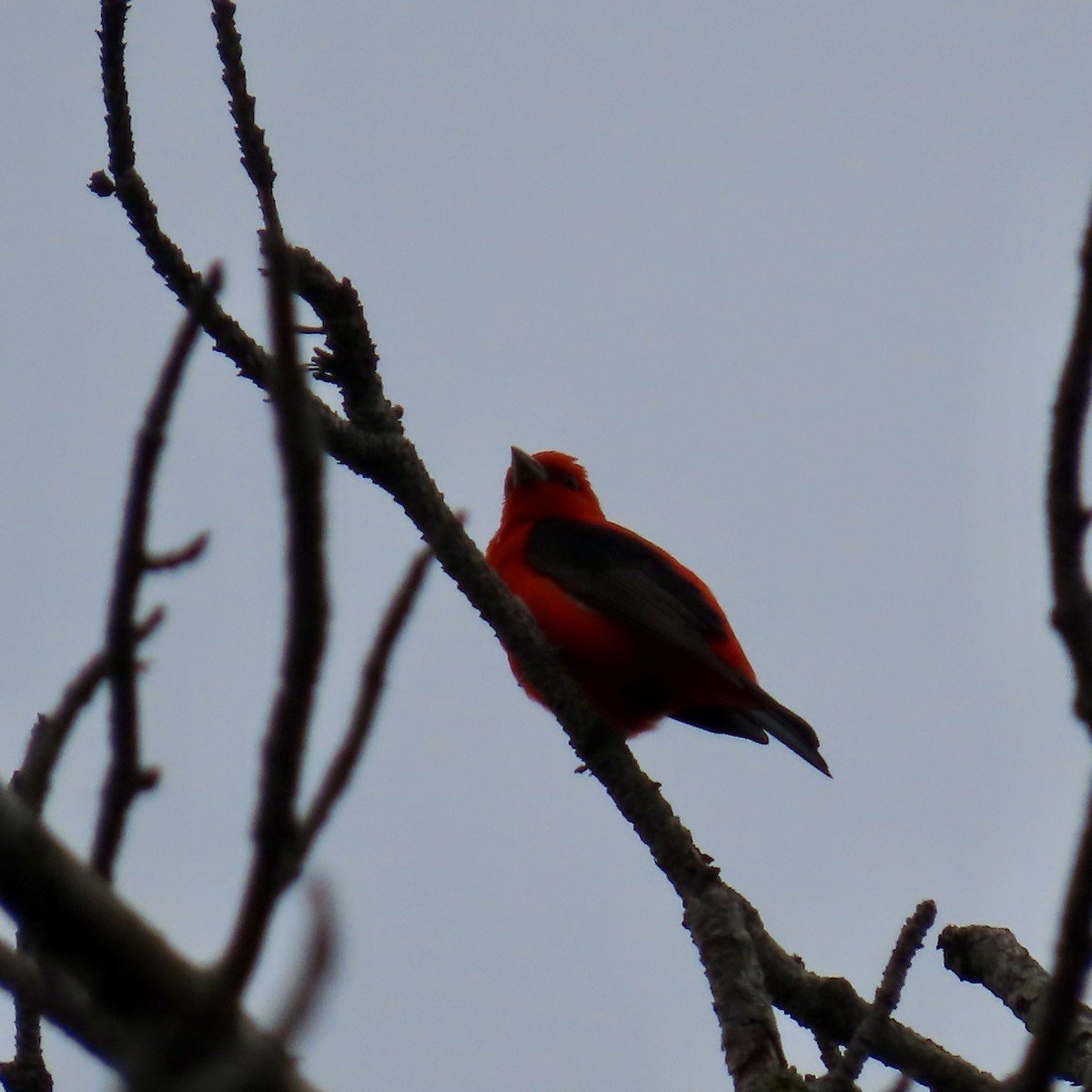 Scarlet Tanager - ML619674303