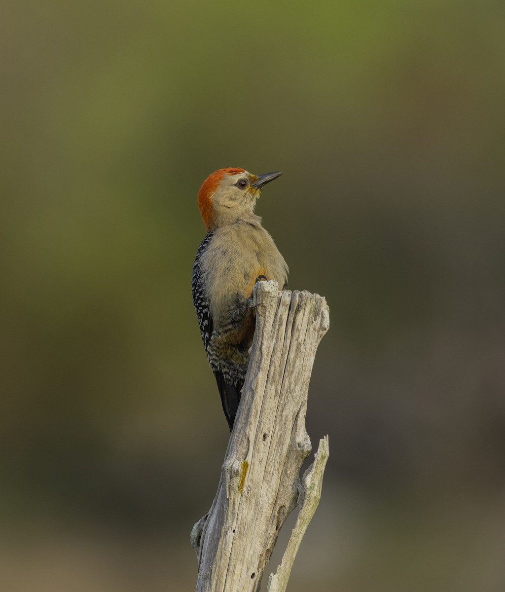 Yucatan Woodpecker - ML619674392