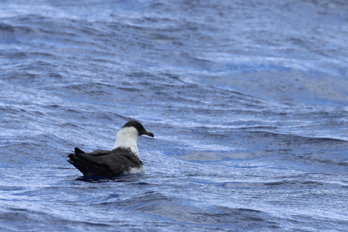 Pomarine Jaeger - ML619674401