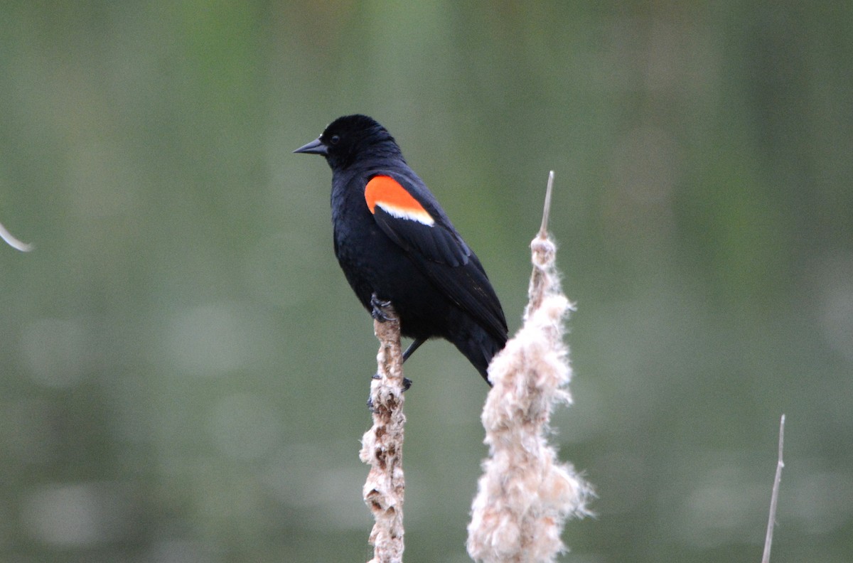 Red-winged Blackbird - ML619674405