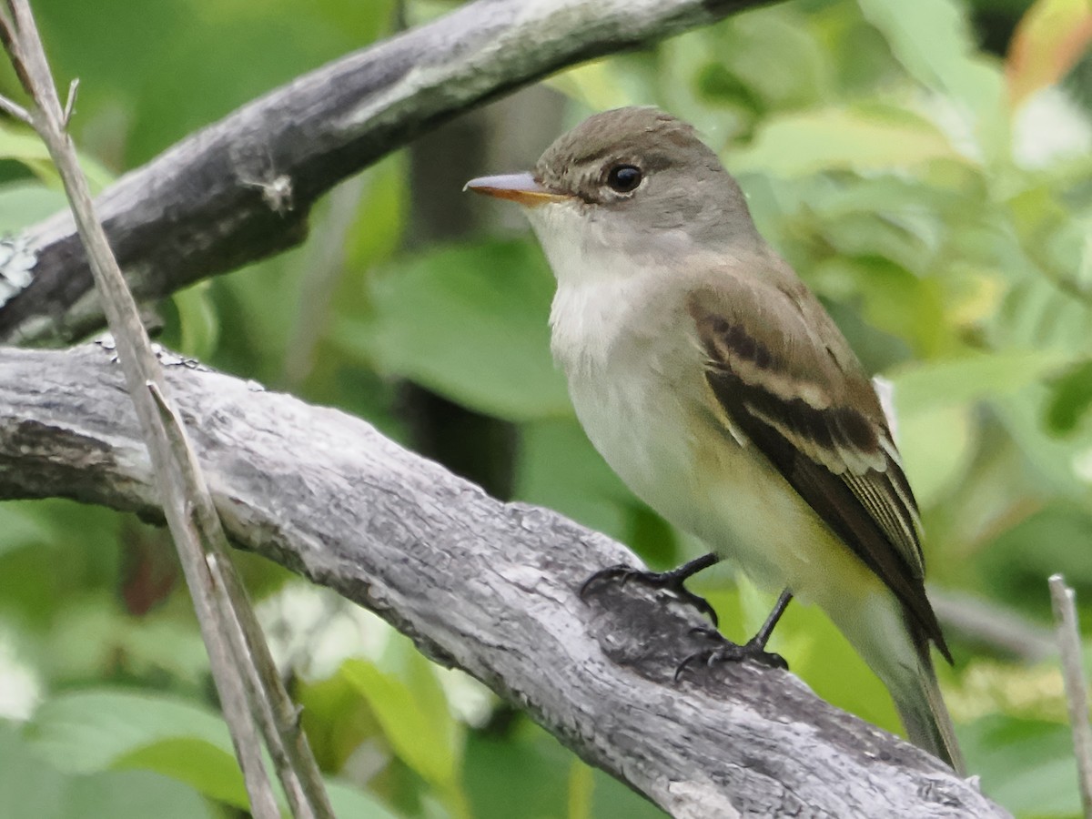 Willow Flycatcher - ML619674408