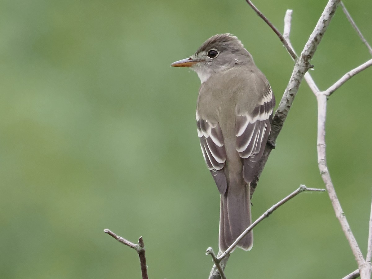 Willow Flycatcher - ML619674417