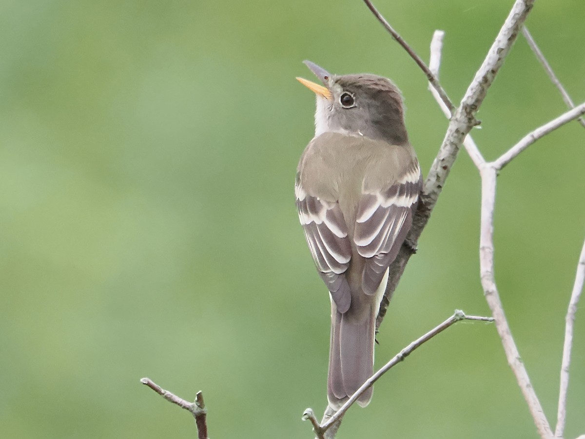 Willow Flycatcher - ML619674418