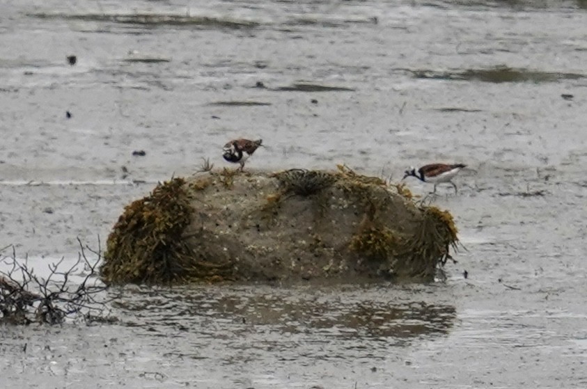 Ruddy Turnstone - ML619674428