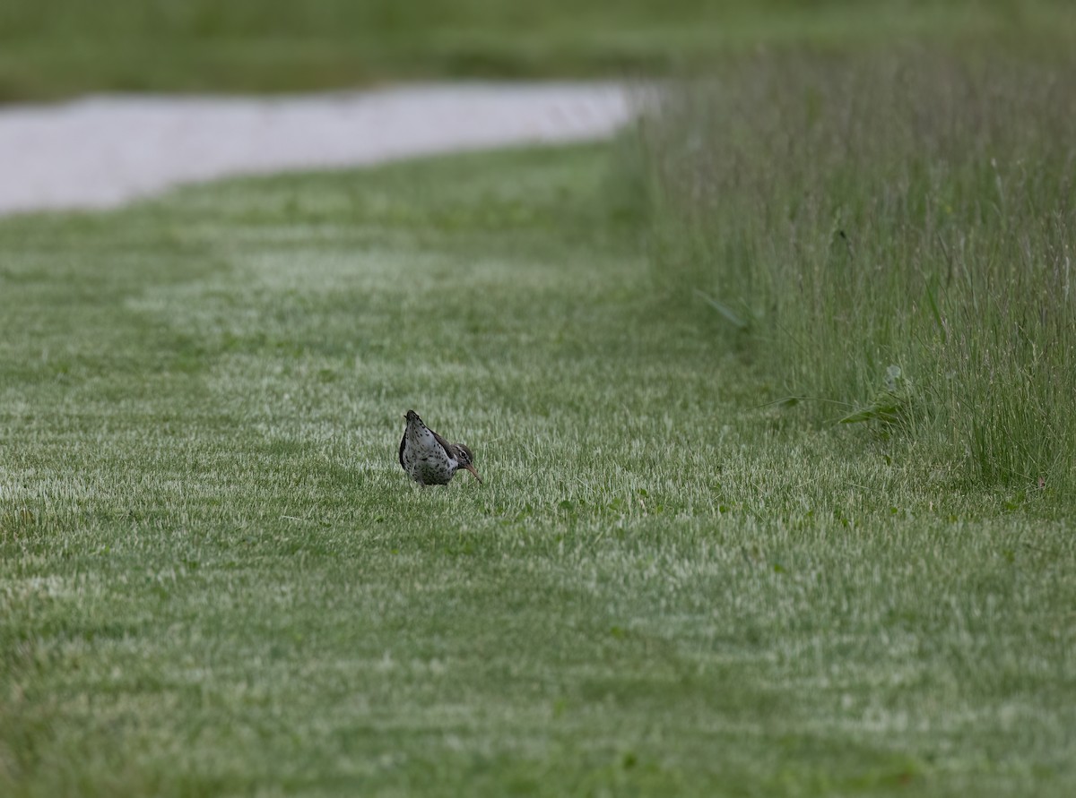 Spotted Sandpiper - ML619674449