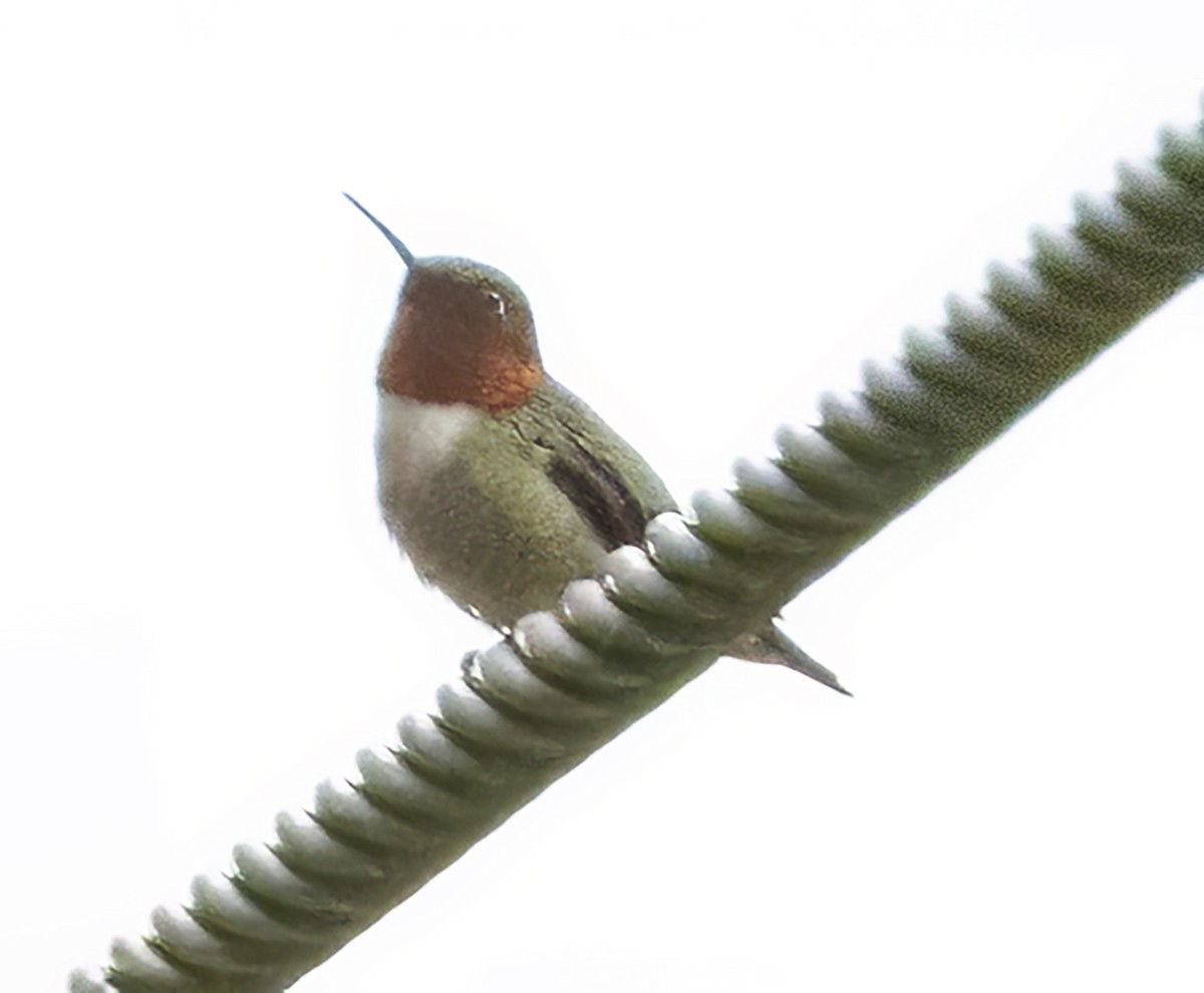 Ruby-throated Hummingbird - ML619674466