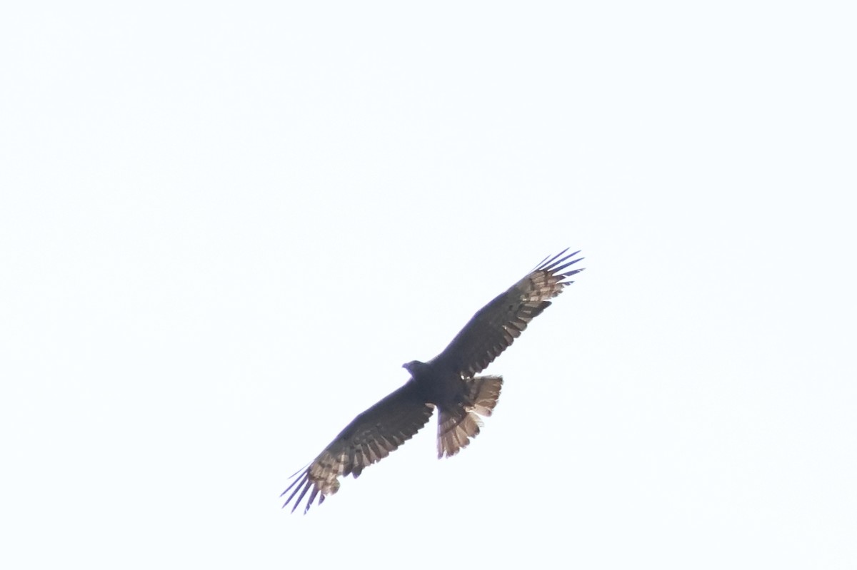 Oriental Honey-buzzard - ML619674468