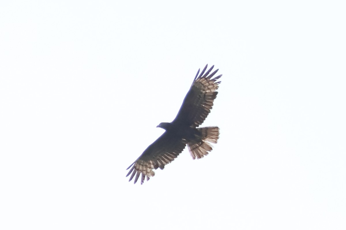 Oriental Honey-buzzard - aditya sreeram