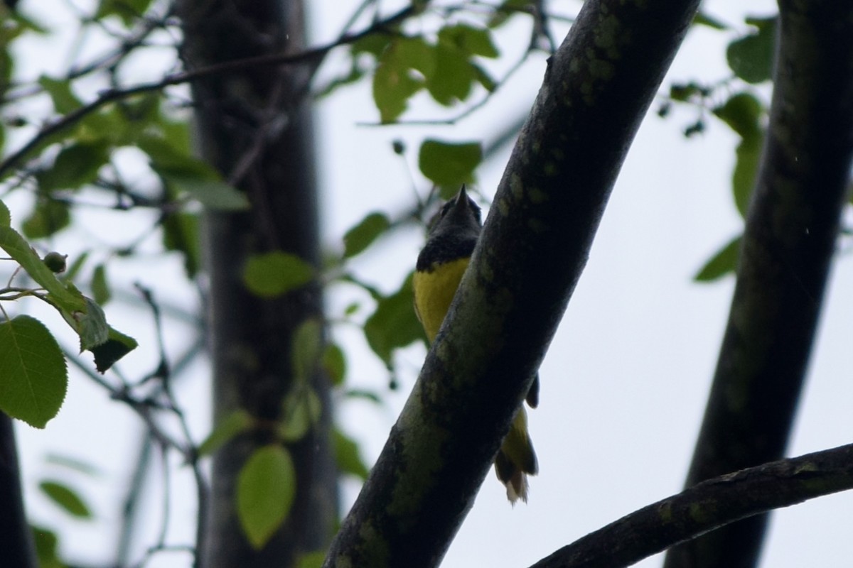 Mourning Warbler - ML619674490