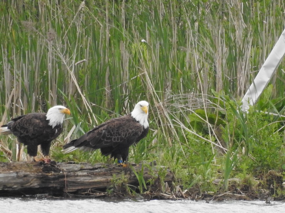 Bald Eagle - ML619674492