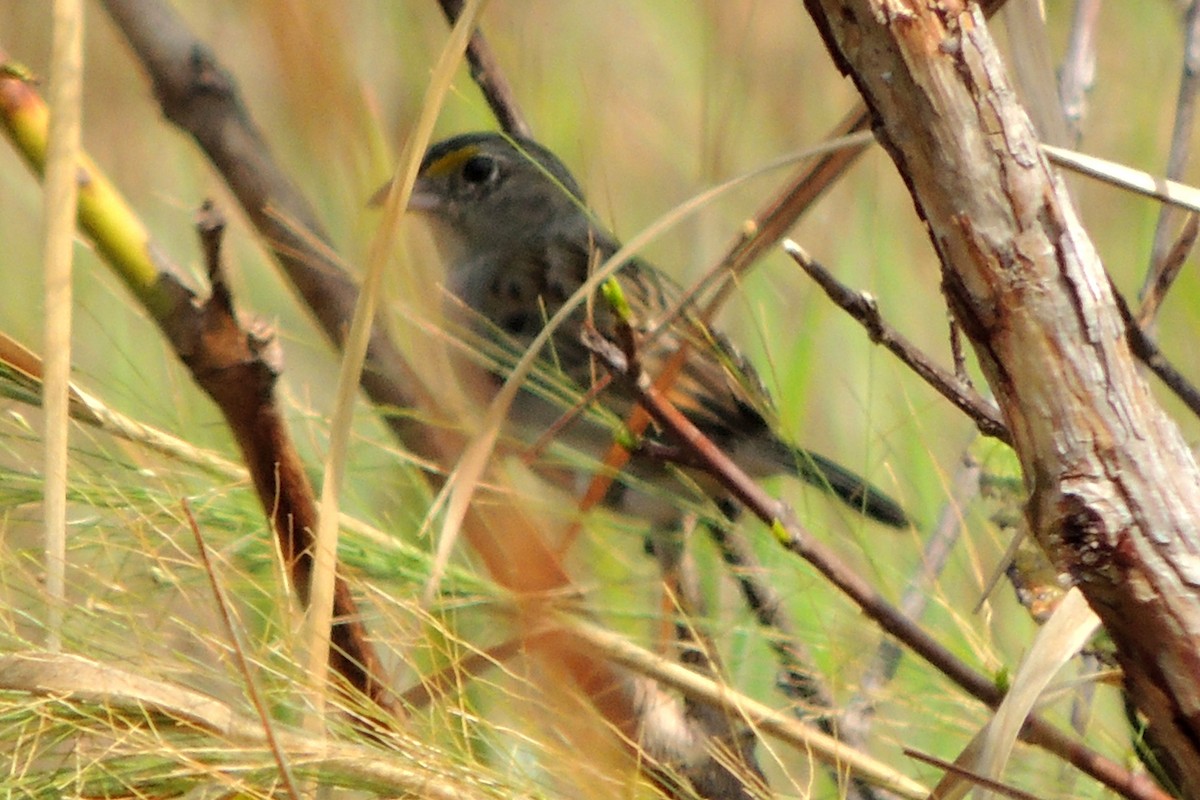 Grassland Sparrow - ML619674515