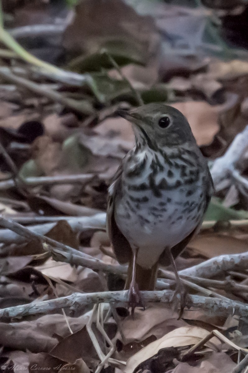 Swainson's Thrush - ML619674518
