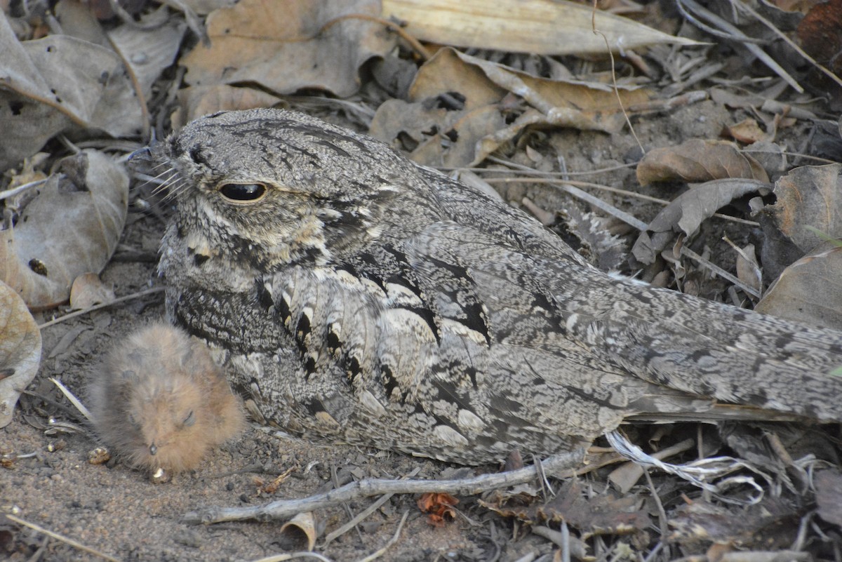 Jungle Nightjar - ML619674544