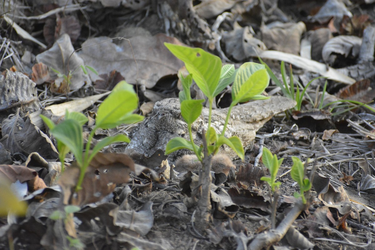 Jungle Nightjar - ML619674545