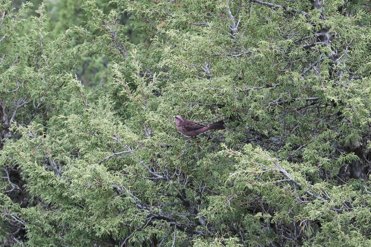 Red-mantled Rosefinch - ML619674567