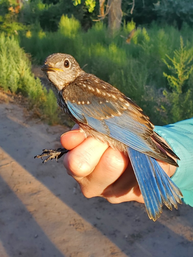 Eastern Bluebird - ML619674568