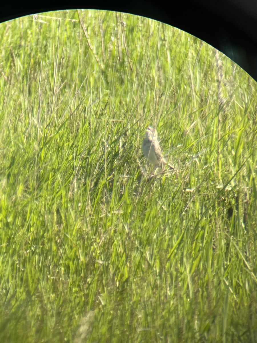 Baird's Sparrow - ML619674576