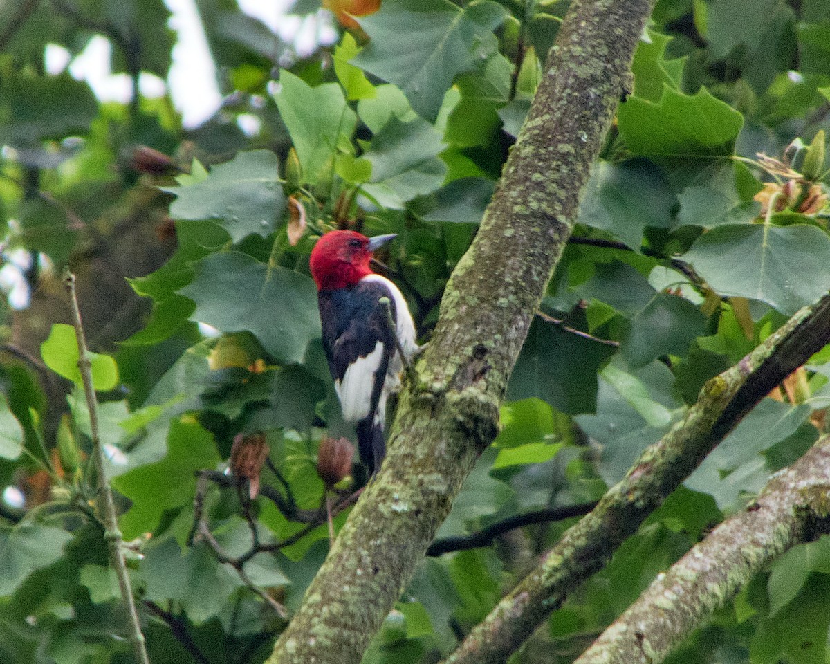Red-headed Woodpecker - ML619674595