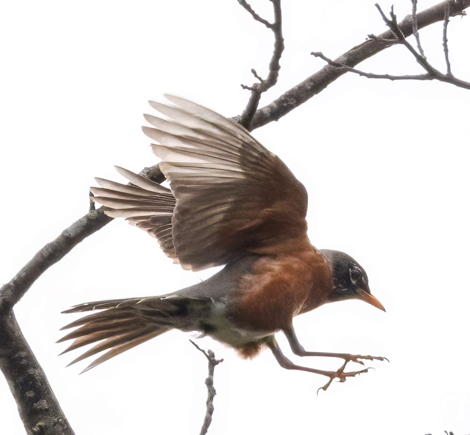 American Robin - ML619674603