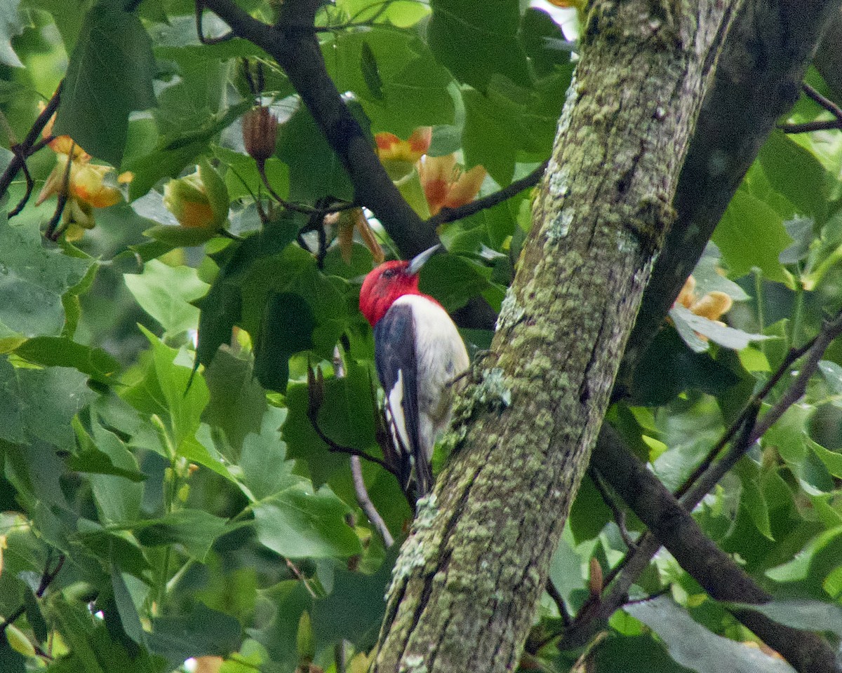 Red-headed Woodpecker - ML619674607