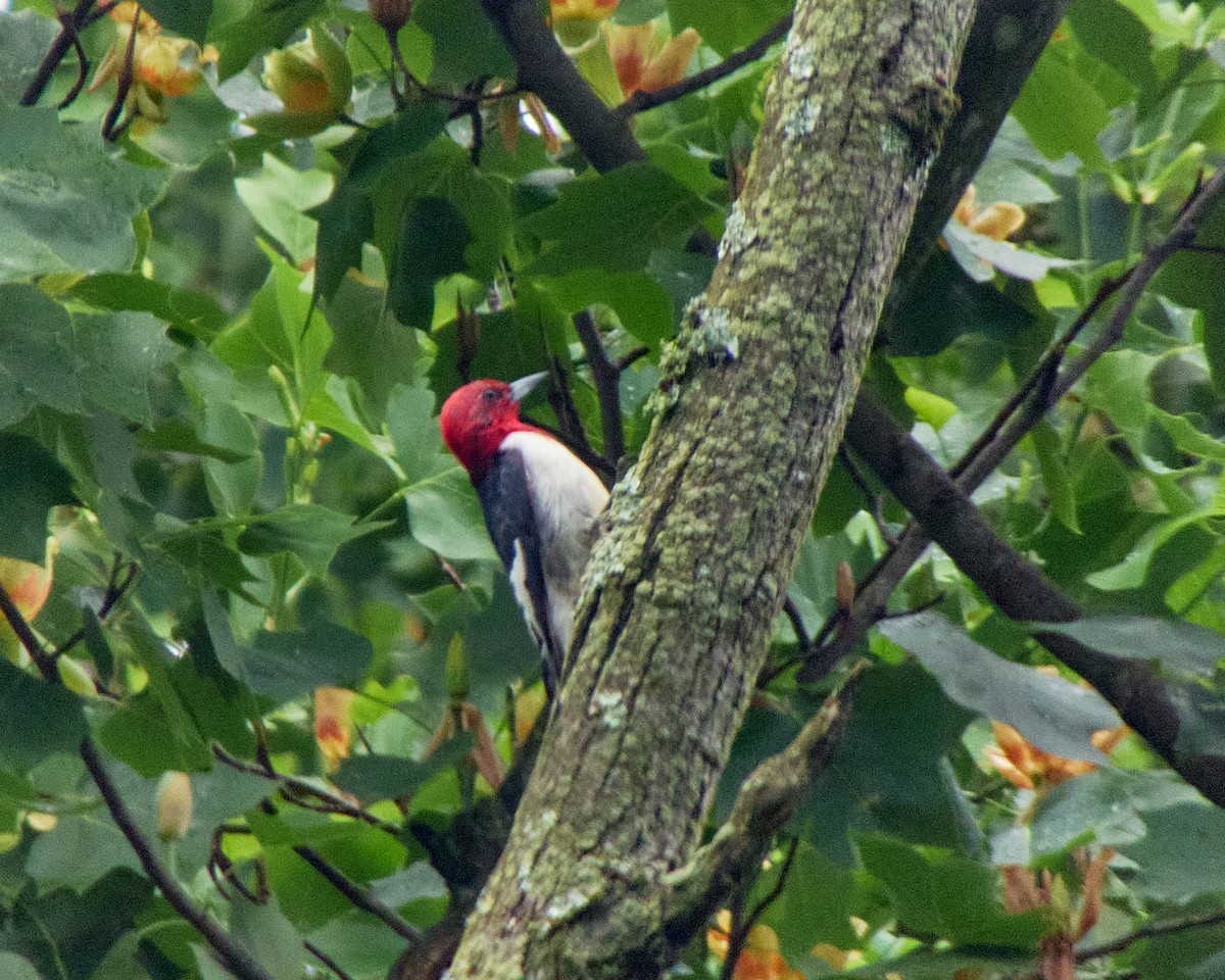 Red-headed Woodpecker - ML619674608
