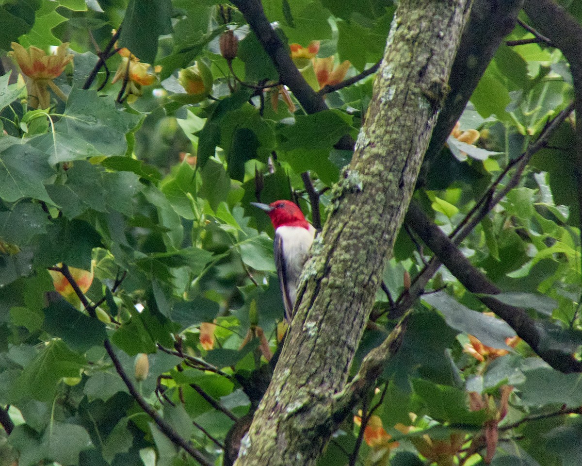 Red-headed Woodpecker - ML619674609