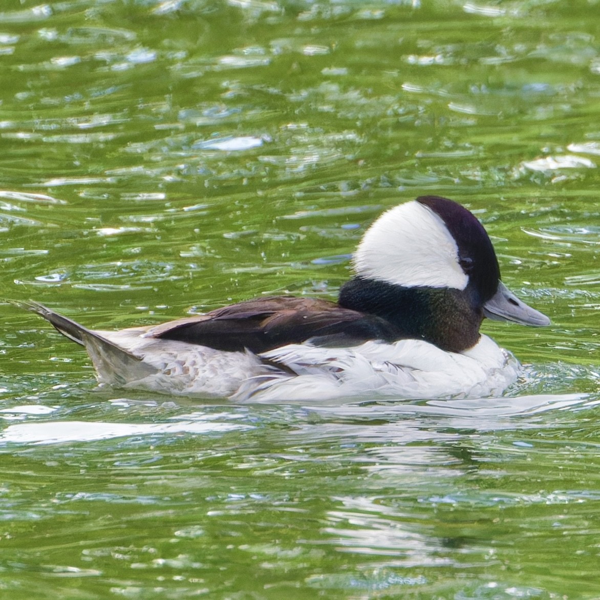 Bufflehead - ML619674610
