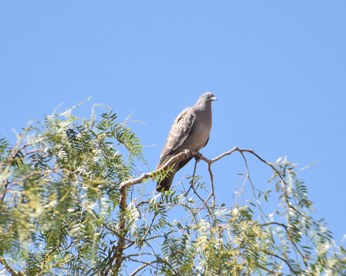 Spot-winged Pigeon - ML619674659