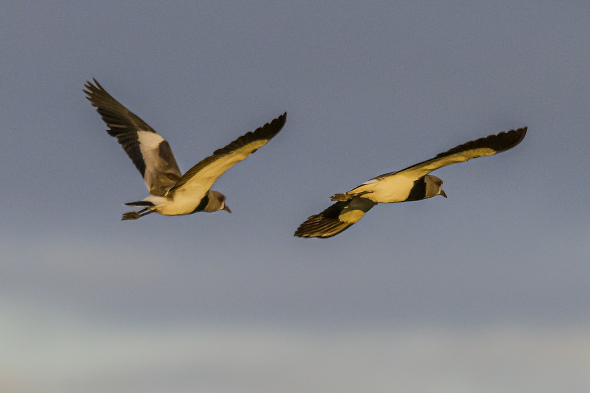 Southern Lapwing - ML619674699