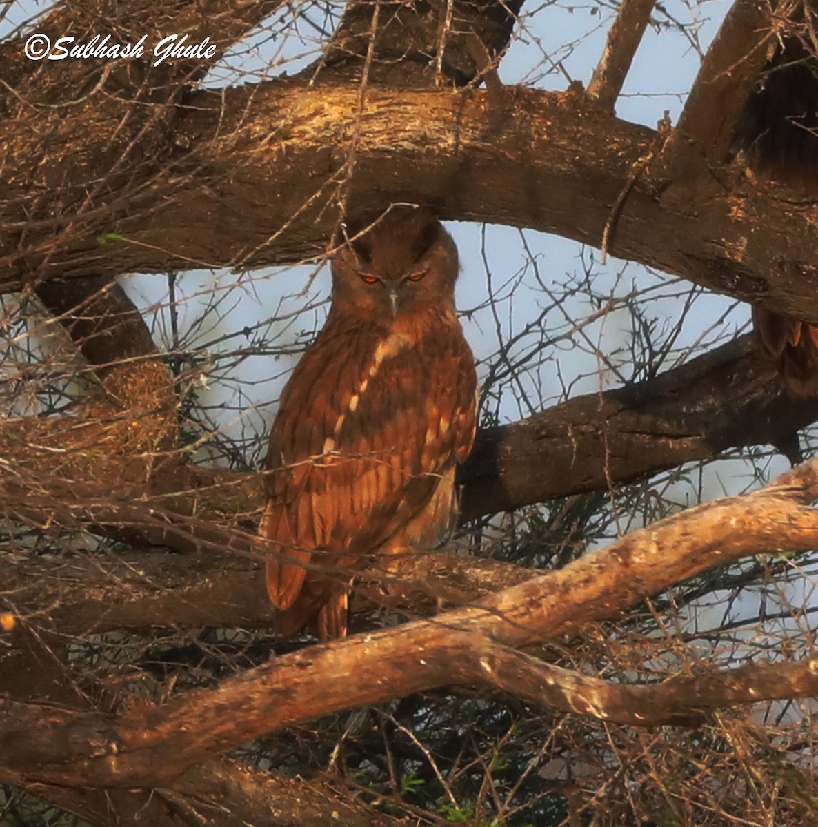 Dusky Eagle-Owl - ML619674735