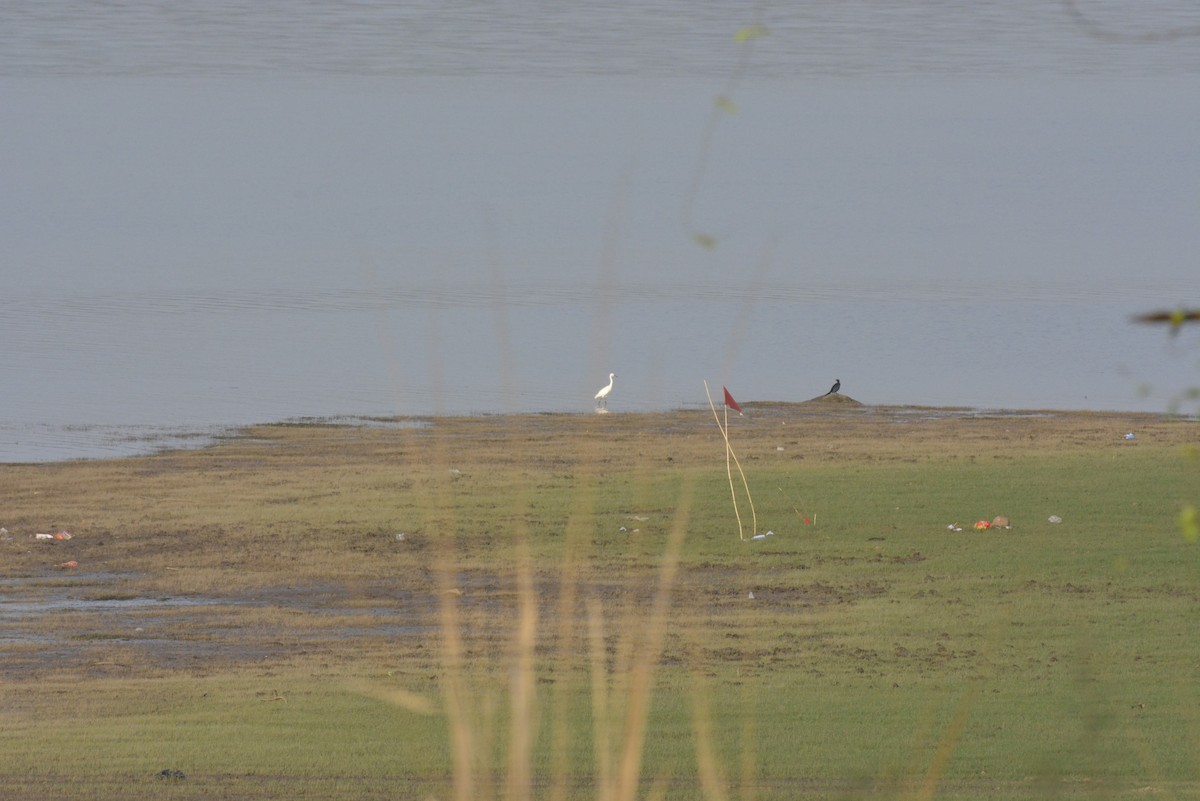 Great Egret - ML619674787